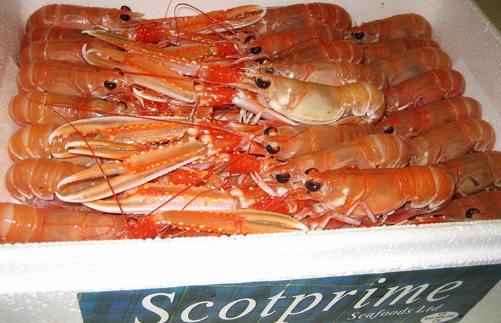 fresh-langoustines.jpg